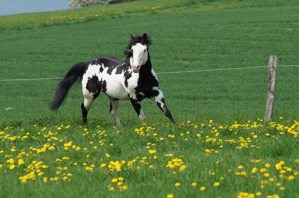 Colonel Coosader - Overo Paint Stallion